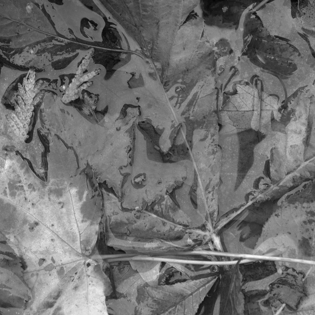 Leaves - PNG - black and white