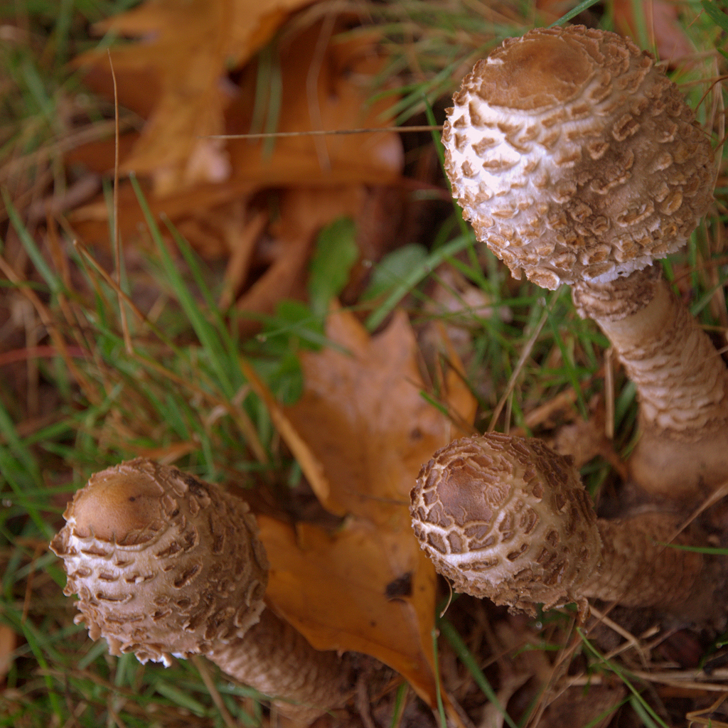 Mushrooms - PNG - original size