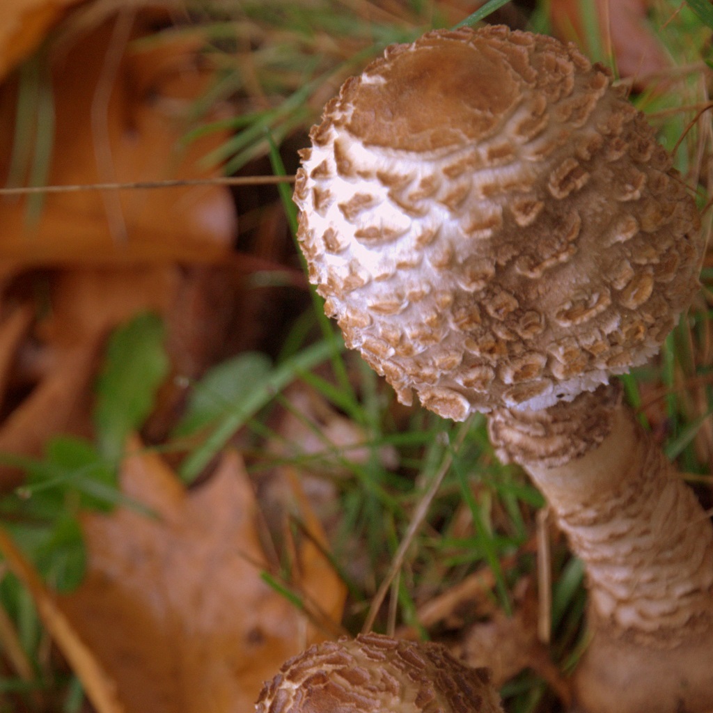 Mushrooms - JPEG - cropped size