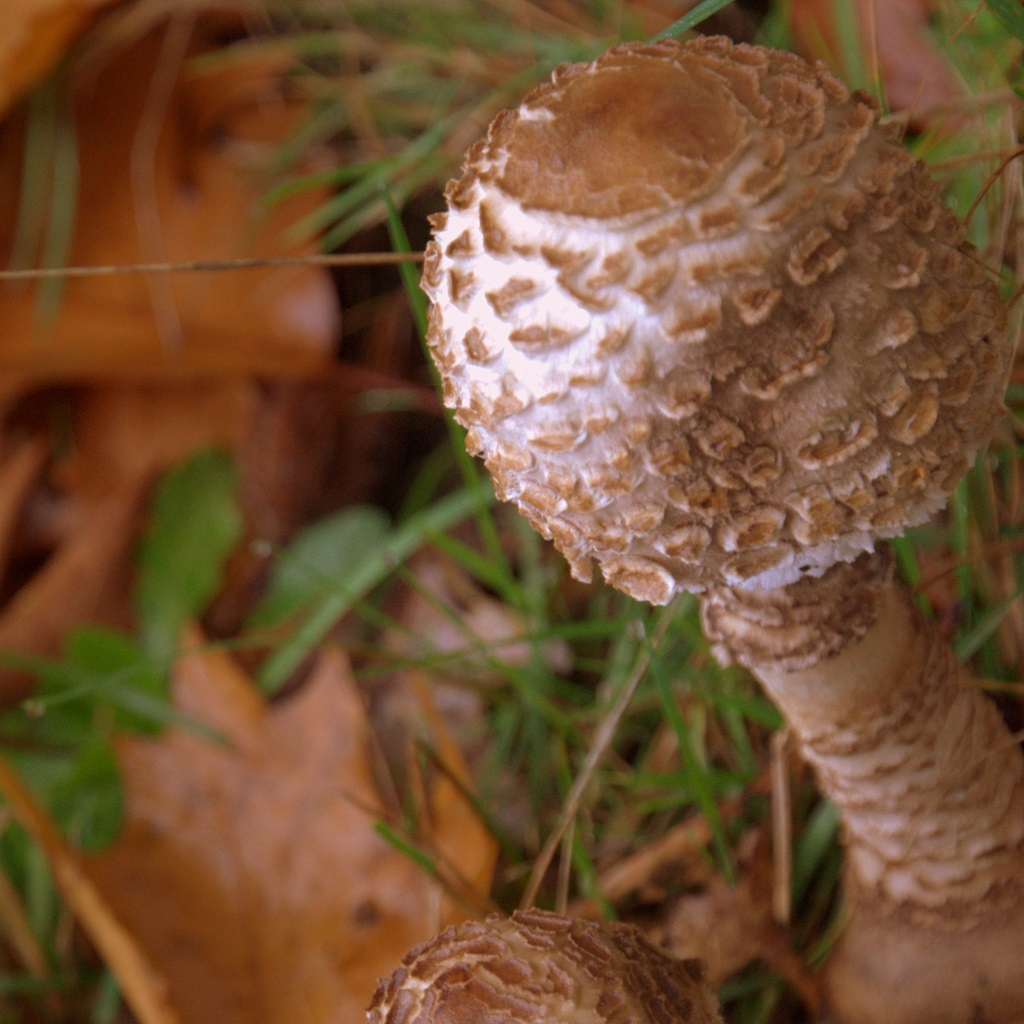 Mushrooms - PNG - cropped size