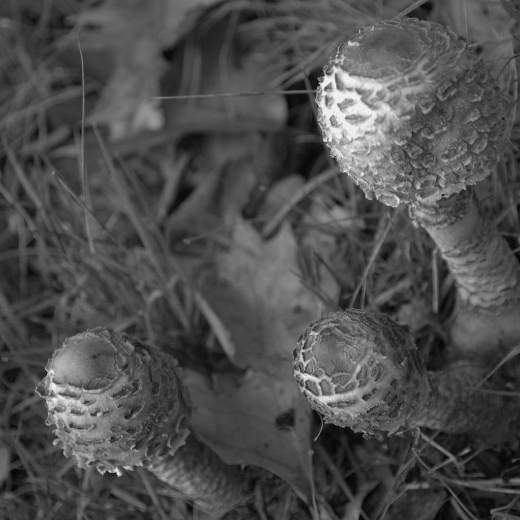 Mushrooms - PNG - filtered image